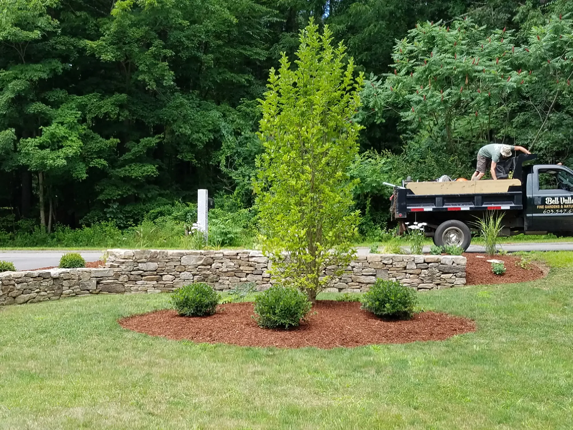 Tree and Shrub Plantings in Hollis, NH