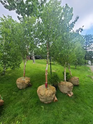 Trees & Large Plantings